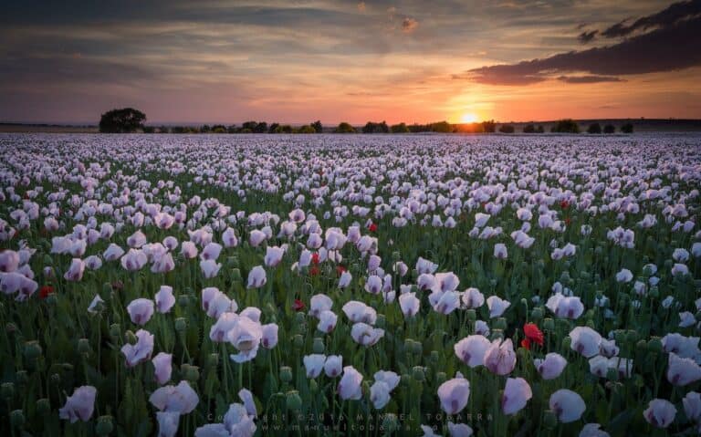 poppies-and-sunset-manuel-tobarra