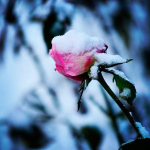 Pauli Lazo : Nieve en jardin