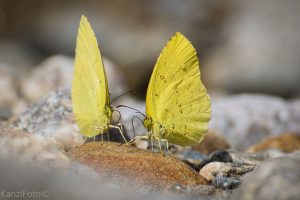 E. Linares, sin título