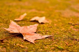 Raticule, sin título