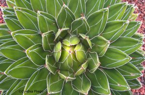 Cynthia P. Pliego, Mi tierra es megadiversa