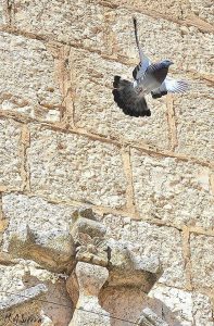 Miguel Ángel Simarro Sierra, Volando sobre la Cruz
