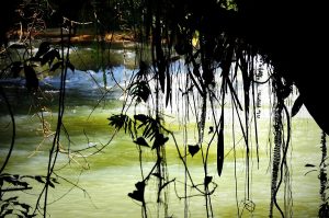 Delfina Molina, Selva tropical