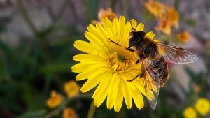 Antonio Arenas Ramírez, Nectar de vida