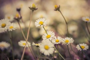 Juan Luis Gil, Silvestres