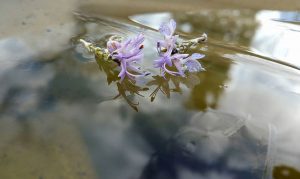 Reto 16: reflejos. Carmen Blanco Purriños