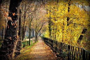 Reto 19: Otoño. Delfina Molina Muñoz‎ - Coloreando el camino