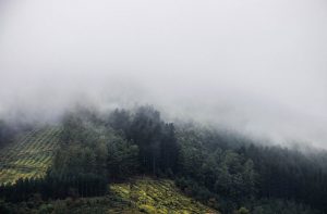 Reto 19: Otoño, Josune Gil - Verde entre la niebla