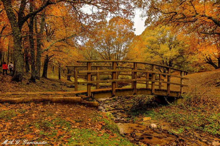 Reto 19, Otoño: Miguel Angel Gomez‎ - En el Castañar del Tiemblo, Avila