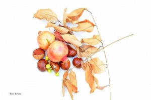 Reto 19: Otoño. Rocío Romero Serrano‎ - Luminoso Otoño