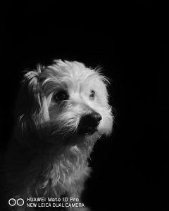 Reto #32: animales. Cristian Felipe Carrasco