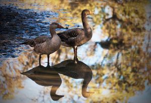 Reto #32: animales. Ignacio Gil