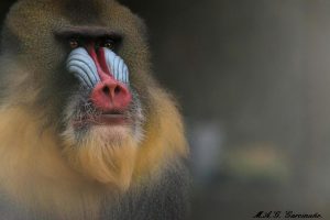 Reto #32: animales. Miguel Ángel Gómez