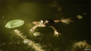 Reto #32: animales. Rafa Paton