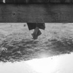 Reto 36: ByN - Rocío Romero Serrano