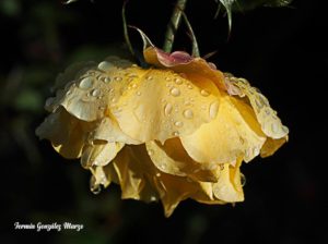 Fotografía Reto 38: Suavidad.