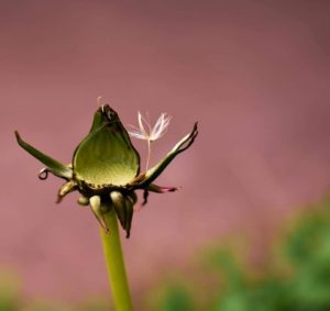 Fotografía Reto 38: Suavidad. Vanina Bolaño