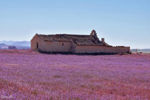 Reto 41: Duotono. Antonio Morcillo