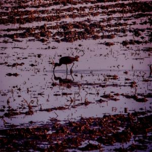 Reto 41: Duotono. Jorge Herraiz