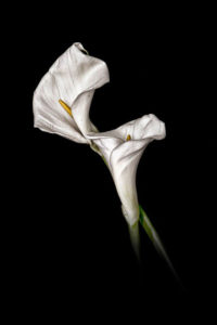 Reto 44: Flores, Carlos Frías Pérez