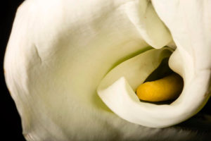 Reto 44: Flores, jgleonfineart