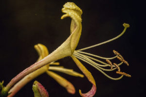 Reto 44: Flores, José Manuel Vazquez (Sin título)