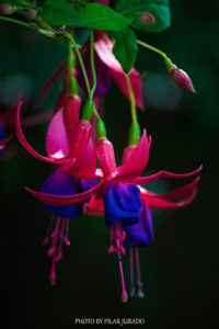 Reto 44: Flores, Pili Jurado