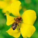 Reto #50: Color amarillo - Mari Carmen Ruiz