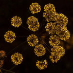 Reto #50: Color amarillo - Santiago Cáceres Rojo